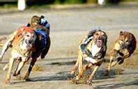 Cork Greyhound Racing Curraheen Park Cork City & Youghal.